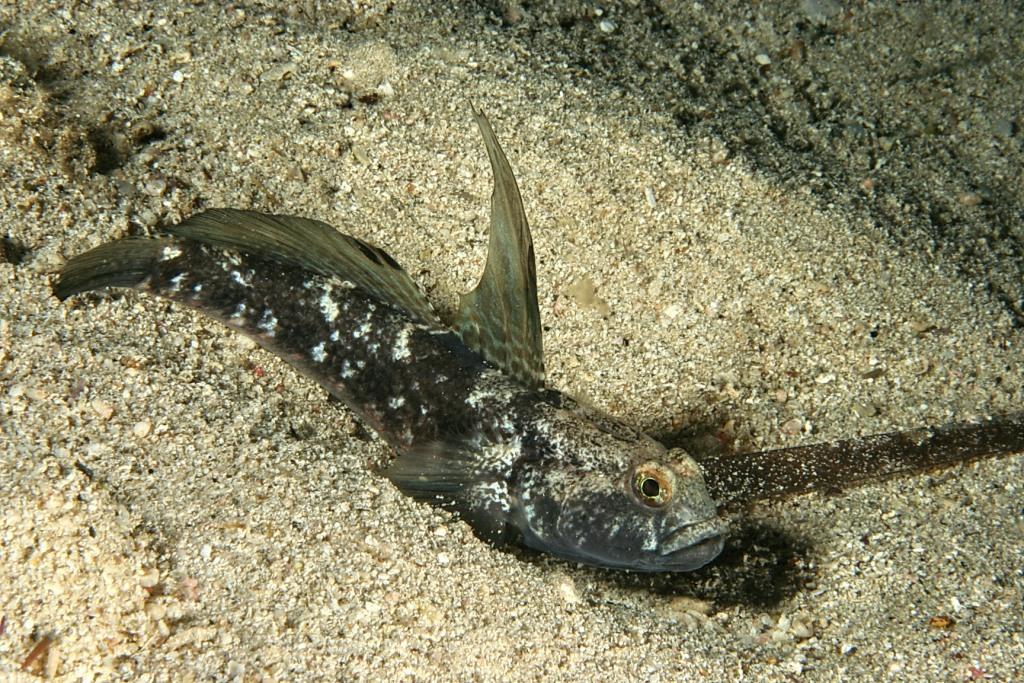 G, geniporus, oppure...?(Gobius niger)